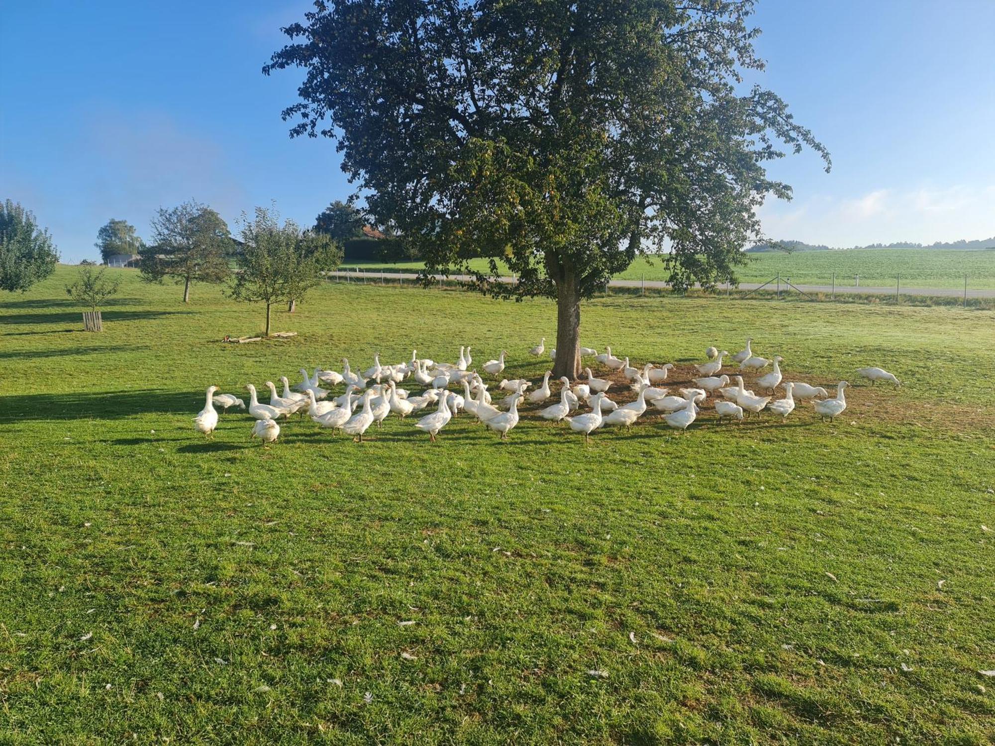 Landgasthof Entenwirt Tarsdorf Luaran gambar
